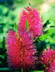 Floral Living Essences Queensland Bottlebrush 15 ml