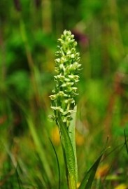 Floral Northern Green Orchid 