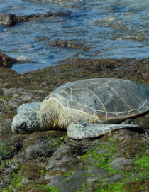 Essncia Marinha Sea Turtle Hawaii