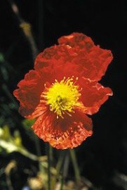 Floral Icelandic Poppy 