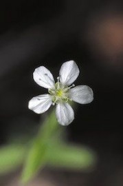 Floral Grove Sandwort 