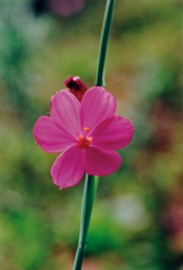 Floral Grass widow 