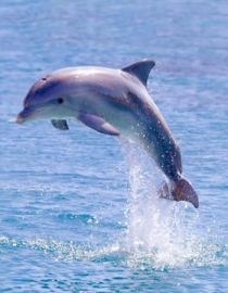 Essncia Marinha Dolphin Blessings