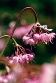 Floral Hooker's Onion 