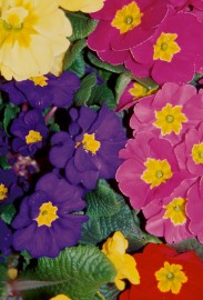 Floral Polyanthus 