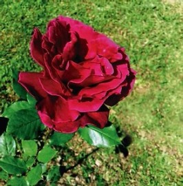 Rosa Carmin   Validade Pr�xima