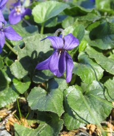 Floral Violet 