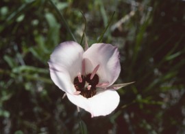 Floral Splendid Mariposa Lily 