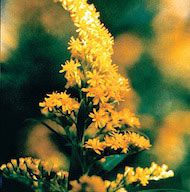 Floral Goldenrod 10 ml