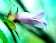 Floral Living Essences Purple Eremophila 15 ml