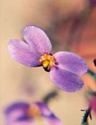 Floral Living Essences Violet Butterfly 15 ml