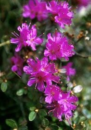 Lapland Rosebay Floral do Alaska 