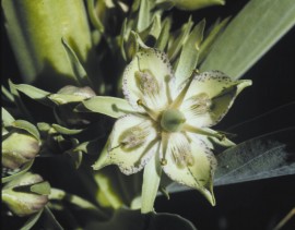 Floral Green Cross Gentian 