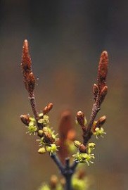 Floral Soapberry 