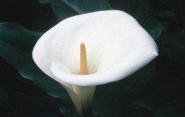 Floral Calla Lily 