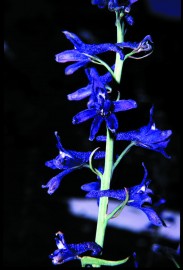 Floral Tall Mountain Larkspur 