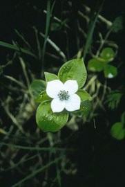 Floral Bunchberry 