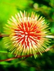 Pin Cushion Hakea Floral da Living Essences 15 ml