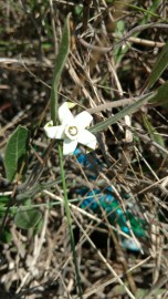 Cometa   Validade Pr�xima