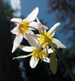 Floral Fawn Lily 