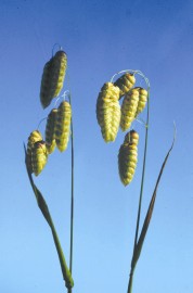 Floral Quaking Grass 