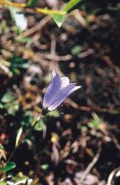 Floral Harebell 