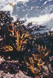 Staghorn Algae Essncia Marinha do Pacfico 