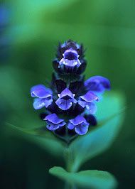 Floral Self Heal Alaska