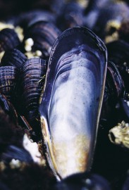 Essncia Marinha Mussel 