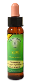 Floral Elm 10 ml