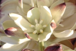 Floral Joshua Tree 