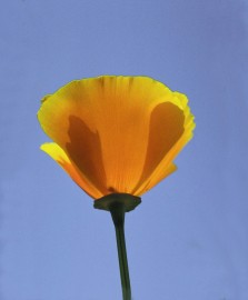 Floral Califrnia Poppy 