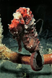 Essncia Marinha Sea Horse 