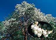 Floral Madrone 