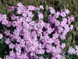 Floral Spreading Phlox 