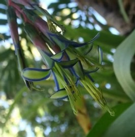 Brom�lia Estrela Floral de Gaia 10 ml