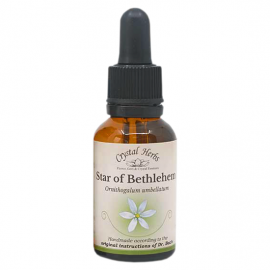 Floral Star of Bethlehem 20ml