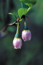 Floral Bog Blueberry 