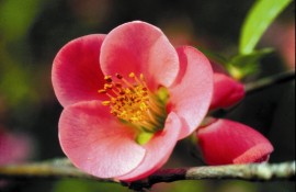 Floral Quince 