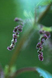 Floral Stinging Nettle 