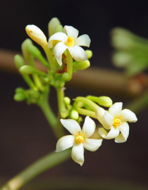 Floral Male Papaya