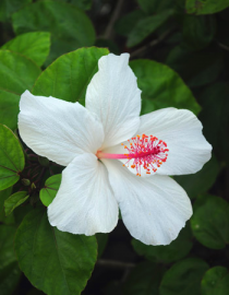 Floral Hibiscus Pollen