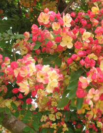 Floral Rainbow Shower Tree