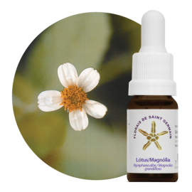  Floral Ltus Magnlia 10 ml