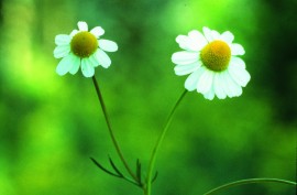 Floral Chamomile 