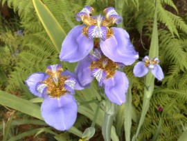 Floral Iris 10 ml
