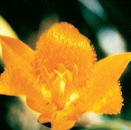 Floral Yellow Star Tulip 10 ml