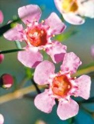 Floral Living Essences Geraldton Wax 15 ml