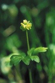 Floral Moschatel 