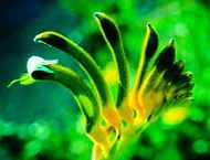 Floral Living Essences yellow & Green Kangaroo Paw 15 ml